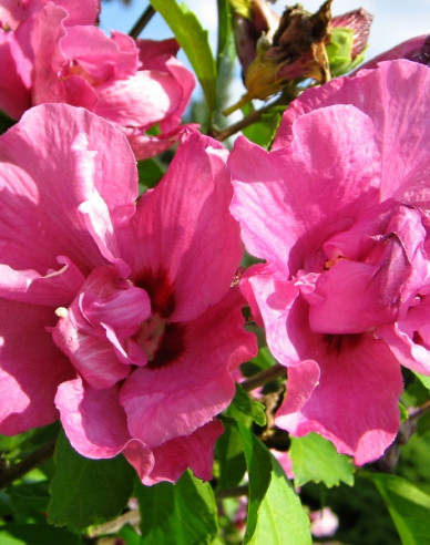 Garten-Eibisch Duc De Brabant