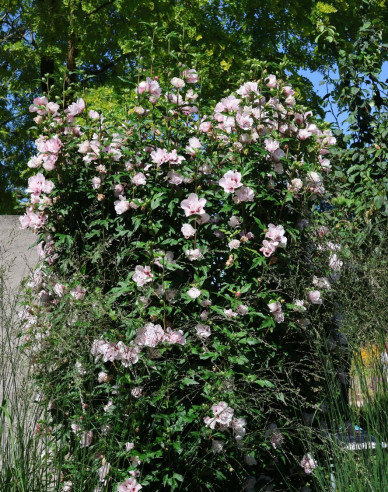 Garten - Eibisch Lady Stanley