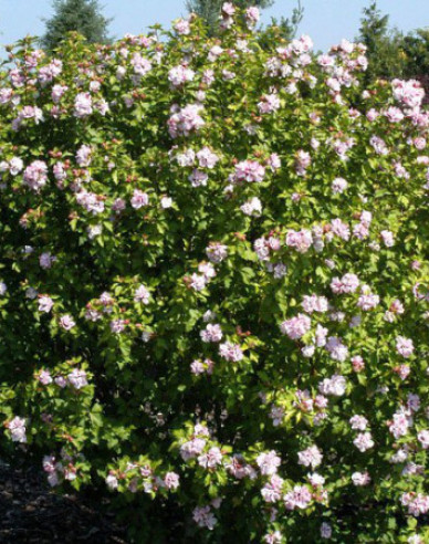 Garten - Eibisch Lady Stanley