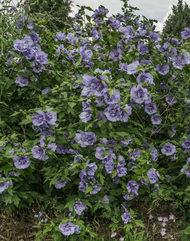 Garten-Eibisch Blue Chiffon