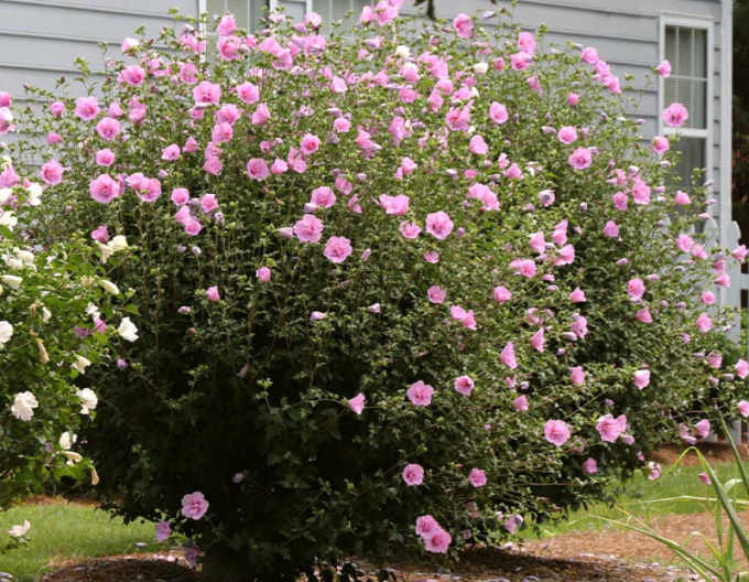 Garten-Eibisch  Aphrodite