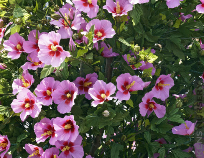 Garten-Eibisch  Aphrodite