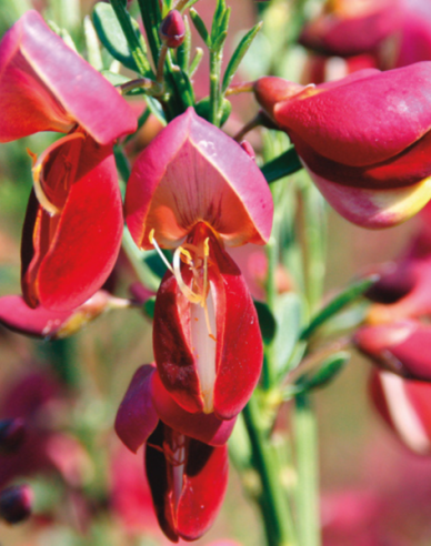 Elfenbein Ginster Johnson Crimson