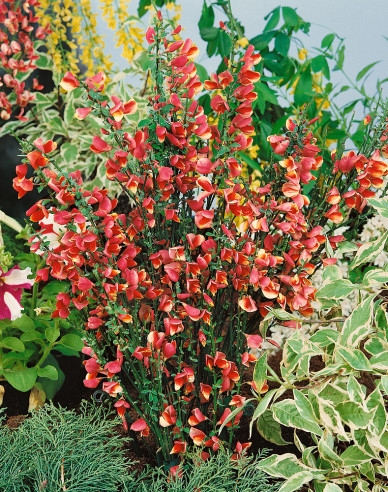 Elfenbein Ginster Johnson Crimson