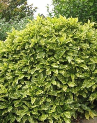 Japanische Aucube Sulphurea Marginata