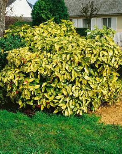 Japanische Aucube Sulphurea Marginata