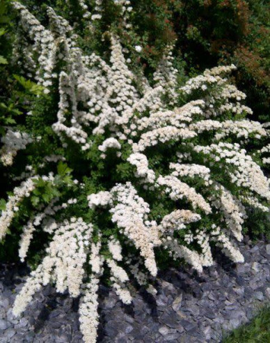 Japanspiere Snowmound