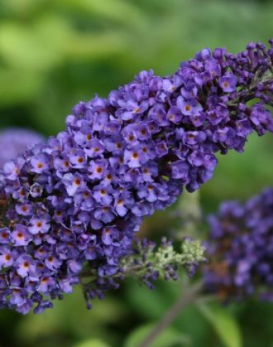 Budleja davidii Empire Blue
