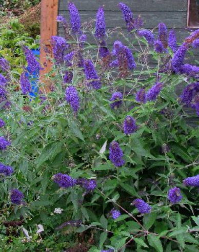 Budleja davidii Empire Blue