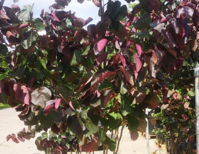 Judasbaum Merlot