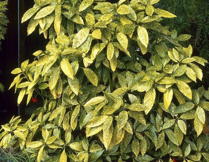 Aukuba  Crotonifolia