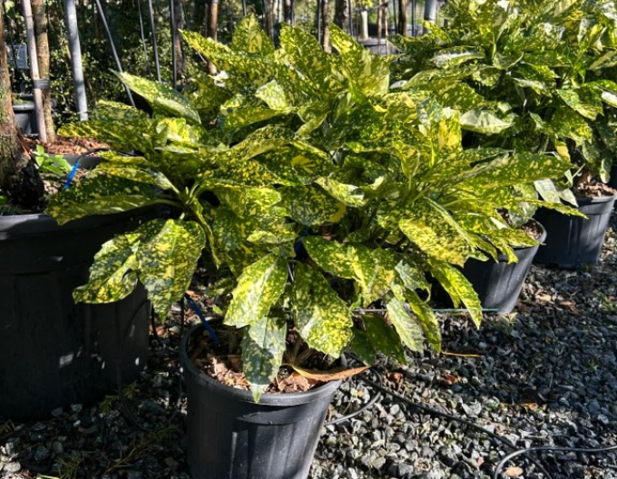 Aukuba  Crotonifolia