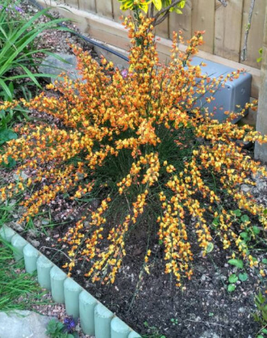 Elfenbein Ginster Apricot Gem