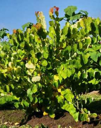 Judasbaum  Rising Sun 80cm