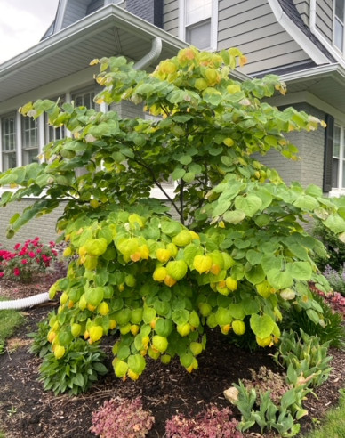 Judasbaum  Rising Sun 80cm