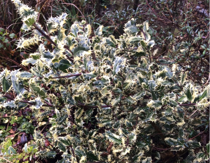 Stechpalme Ferox Argentea