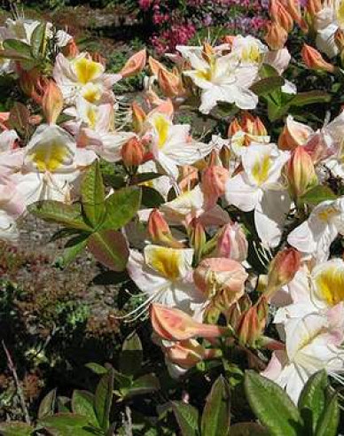 Azalee großblumig Silver Slipper