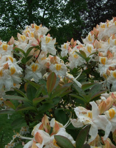 Azalee großblumig Silver Slipper