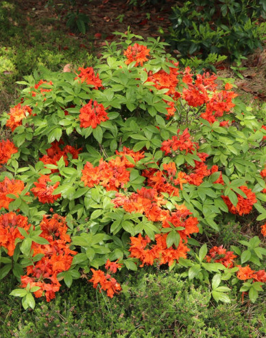 Azalee großblumig Gibraltar