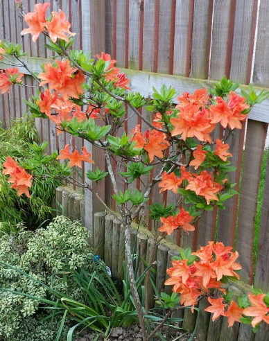 Azalee großblumig Gibraltar