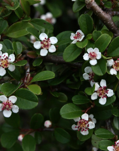 Teppichmispel Eichholz 9x9