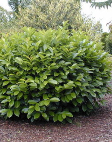 Kirschlorbeer Novita 4L