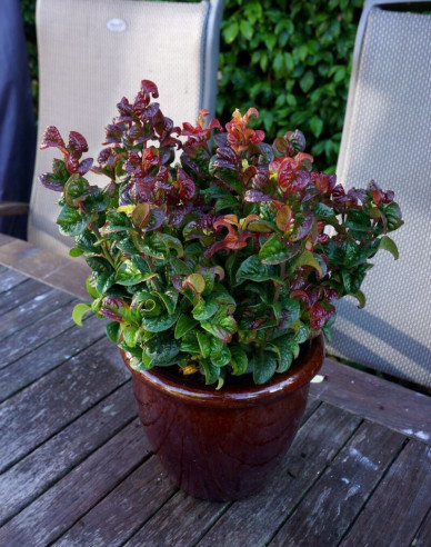 Leukote axillaris Curly Red