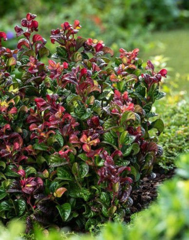 Leukote axillaris Curly Red