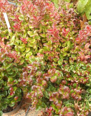 Leukote axillaris Curly Red