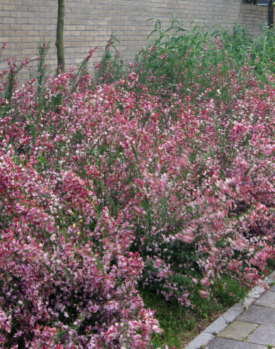 Elfenbein Ginster Hollandia