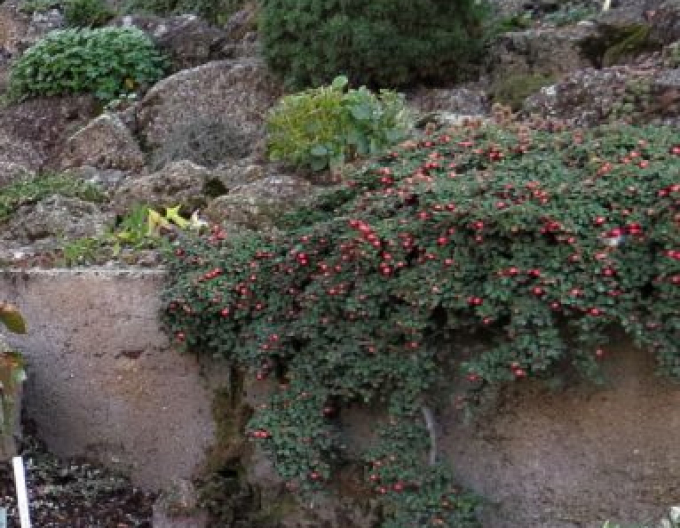 Strauchmispel