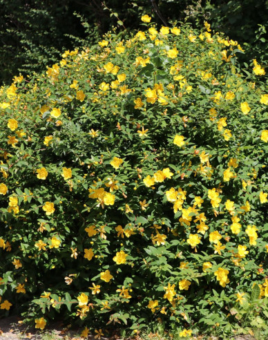 Johanniskraut Hidcote