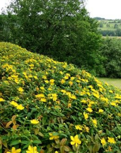Johanniskraut Hidcote