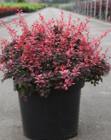 Berberitze Inspiration