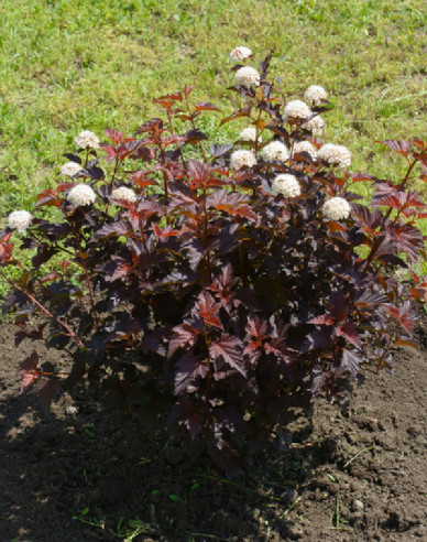 Fasanenspiere Lady in Red