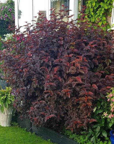 Fasanenspiere Lady in Red
