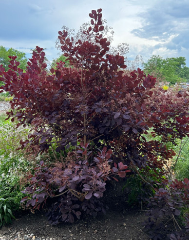 Perückenstrauch Royal Purple 125 - 150cm