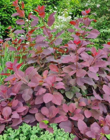 Perückenstrauch Royal Purple 125 - 150cm