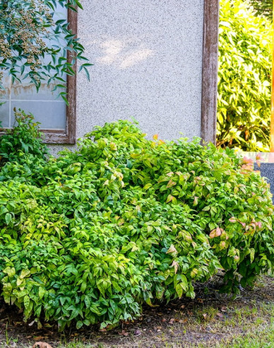 Heiliger Bambus ´Fire Power´