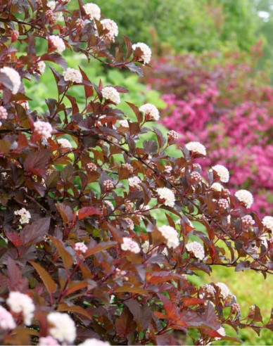 Fasanenspiere Red Baron