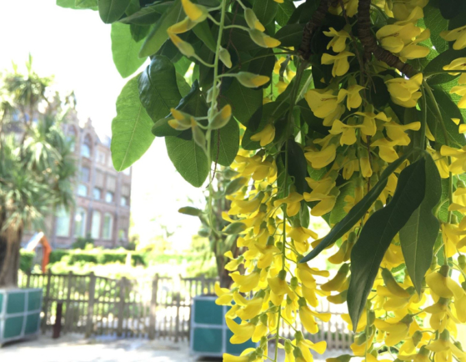 Goldregen (Laburnum anagyroides)