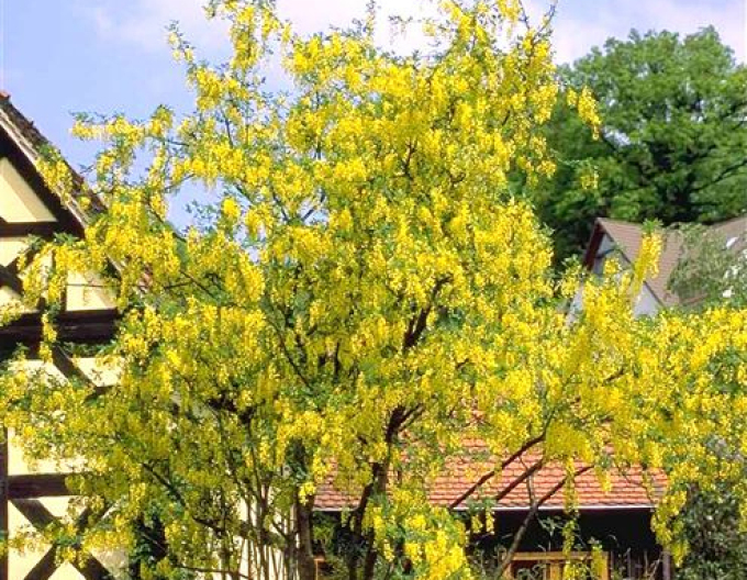 Goldregen (Laburnum anagyroides)