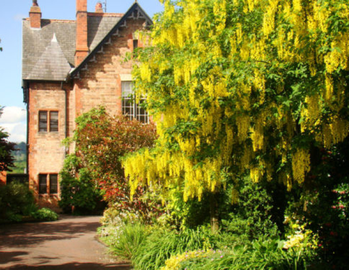 Goldregen (Laburnum anagyroides)