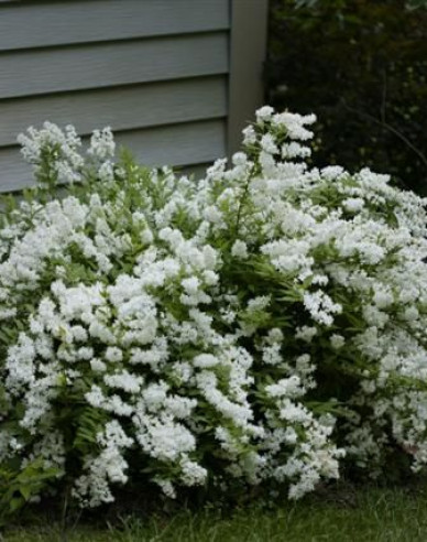 Maiblumenstrauch Nikko