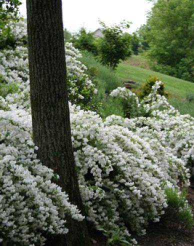 Maiblumenstrauch Nikko