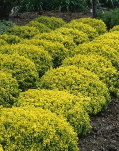 Berberitze "Tiny Gold"