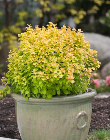 Berberitze "Tiny Gold"