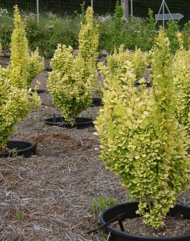 Berberitze "Golden Rocket"