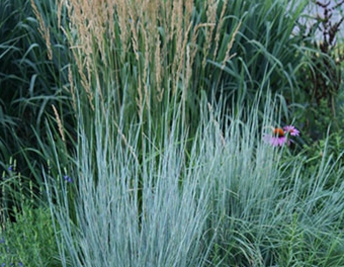 Kleines Präriegras Prairie Blues 1L