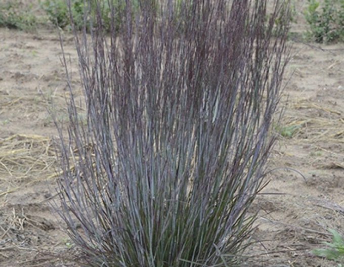 Kleines Präriegras Prairie Blues 1L